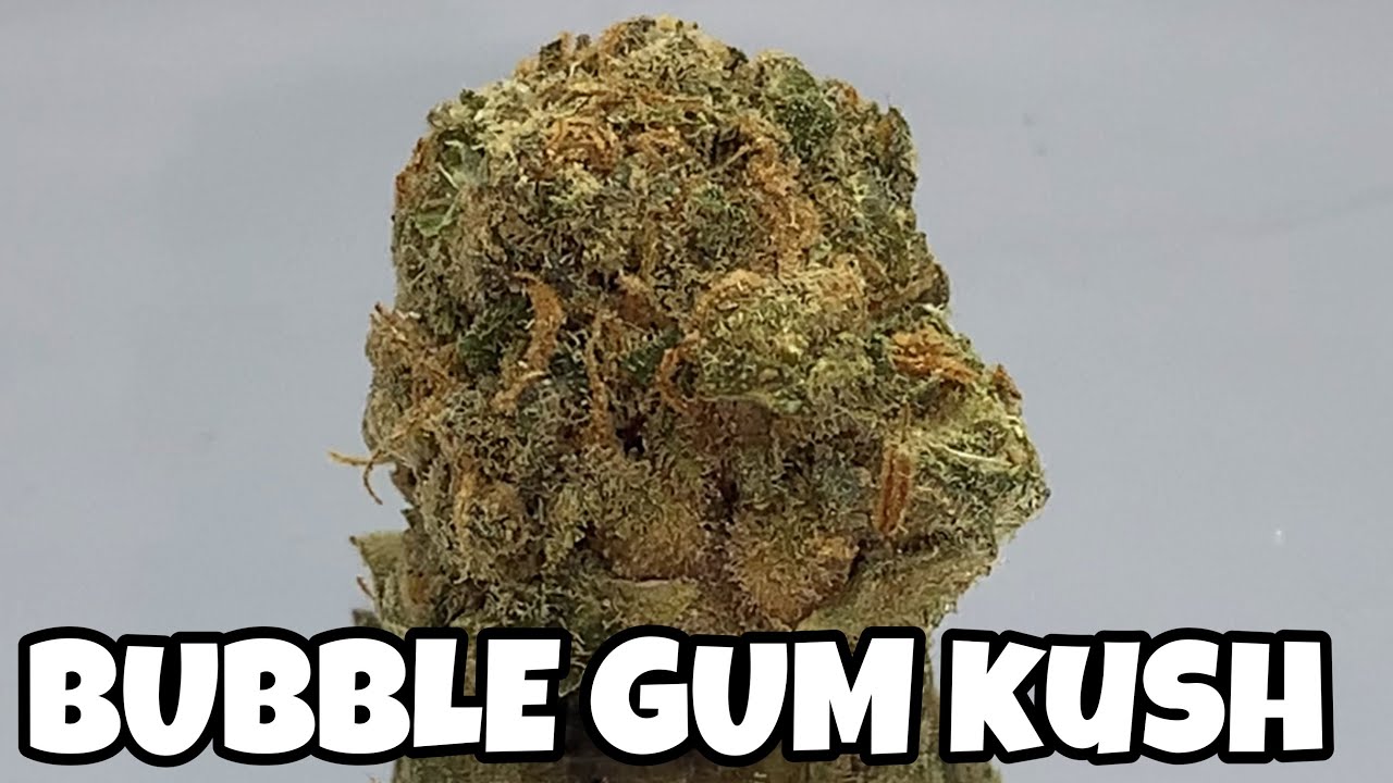 CÁTEDRA CANNABICA PRESENTA BUBBLE GUM KUSH YouTube