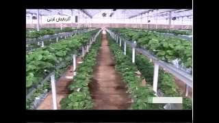 Iran Greenhouse Fruits West Azerbaijan Province پرورش ميوه گلخانه اي آذربايجان غربي ايران