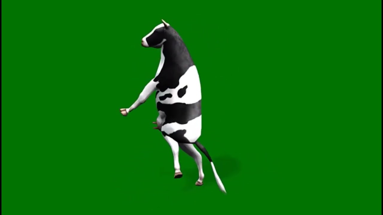 VACA dançando BOLLYWOOD (chroma key)
