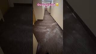 Using Oxi Clean Carpet Odor Eliminator After Oscar Marked