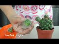 How to Remove Cactus Pups from Mammillaria and Opuntia Microdasys