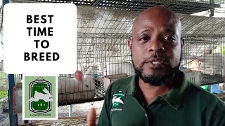Trinidad Rabbit Farming  Best Time To Breed