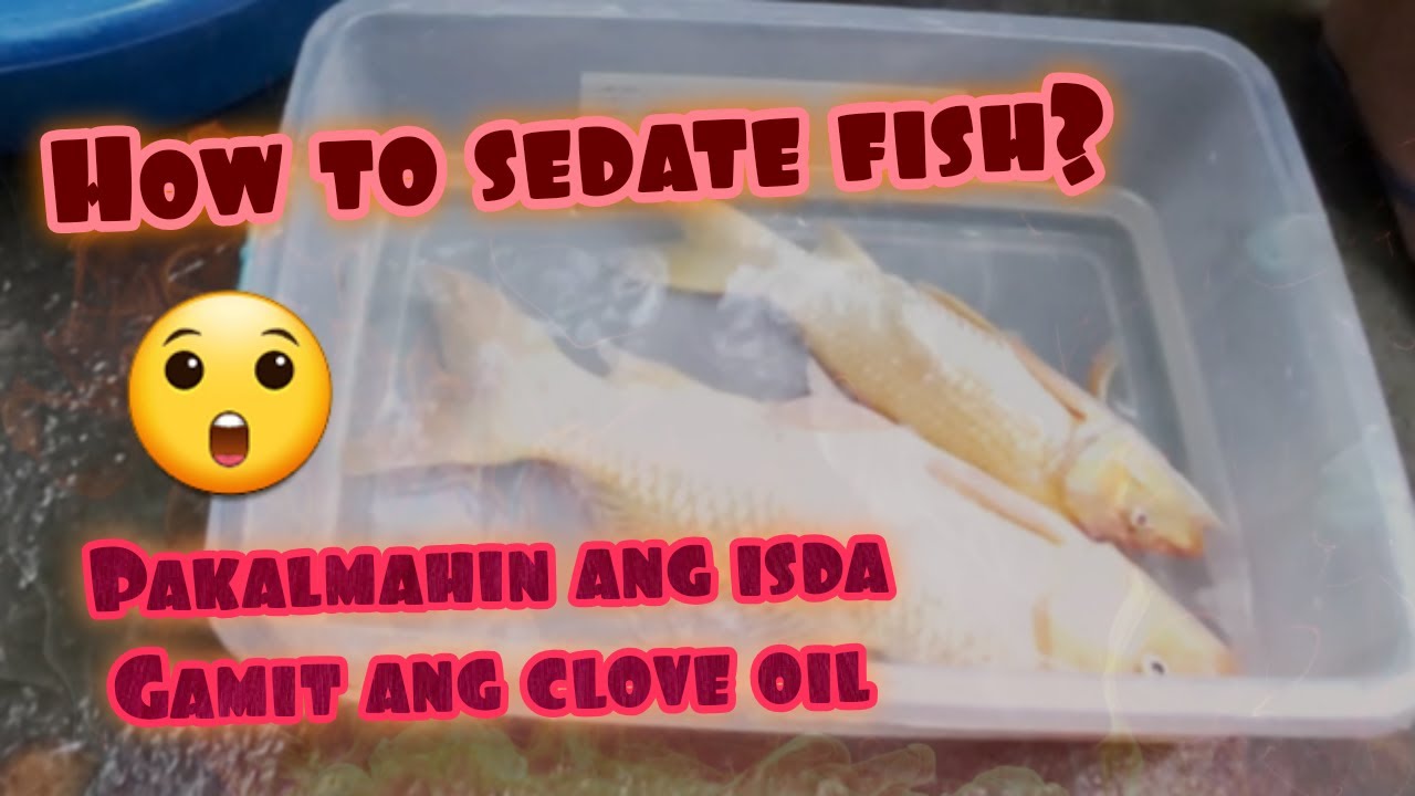 How to sedate fish? | Using clove essential oil |