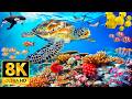 Aquarium 8K (VIDEO UHD) – Enjoy the Peaceful Beauty Under the Ocean with Relaxing Music