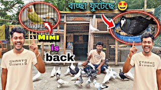 Mimi Is Back🔥 বাচ্চা ফুটেছে ম্যাংগো টাঙ্গর🧿#myworld #petsvlog 
