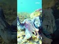 Concern world’s largest cuttlefish migration under threat from algal bloom | #yahoonewsau