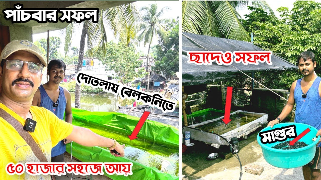 ঠিক এমনই সফল ভিডিও একটিভ একটিভিটি যেন সব সময় বানাতে পারে / মাগুর মাছের প্রজনন / Magur fish breeding