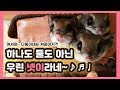 [곰탱치차초]어서와 하늘다람쥐 다둥이네는 처음이지?!  귀여움x4 곰치차초의 일상 영상