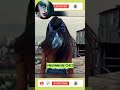 🔴 Aline raconte son cauchemar conjugal | Frissons de Vie 😮