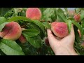 Обзор персика 2022г. в питомнике растений Барский Сад (Тула)