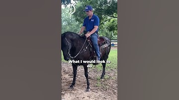 Backing Your Horse With Precision! Part 5! | The Horse Guru-Michael Gascon