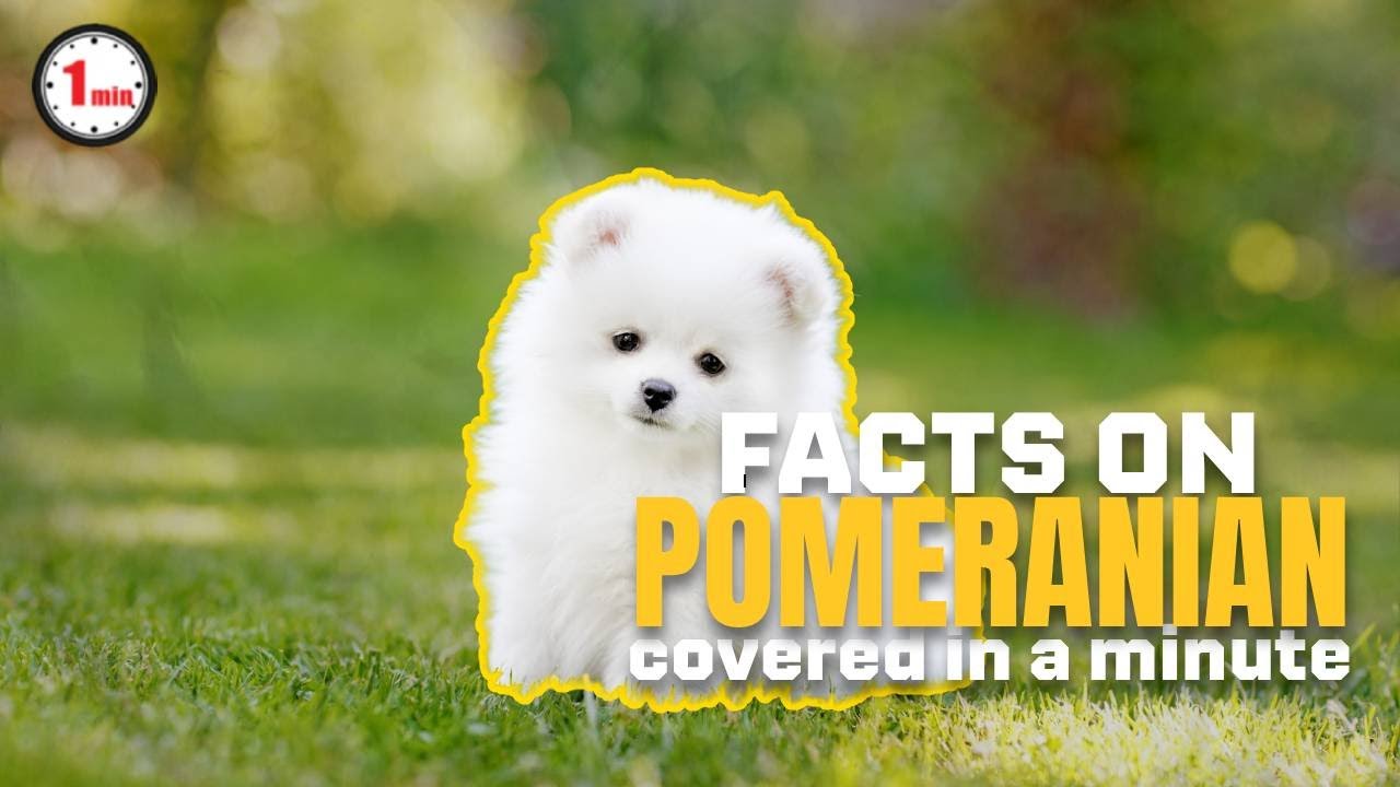 Pomeranians: Internet Sensations and Pop Culture Icons! | Pomeranian Dog in 1 Minute | AnimalSnapz