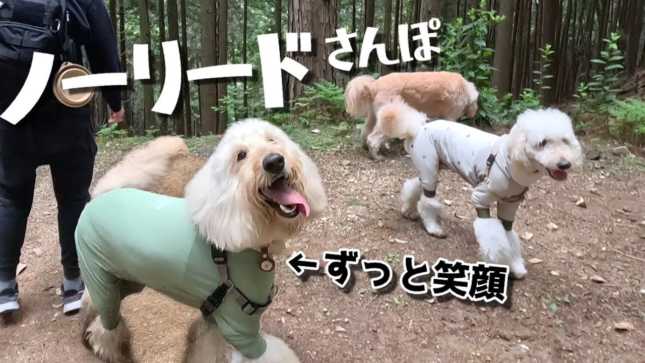 Large dog is all smiles because off-leash walks are just too fun