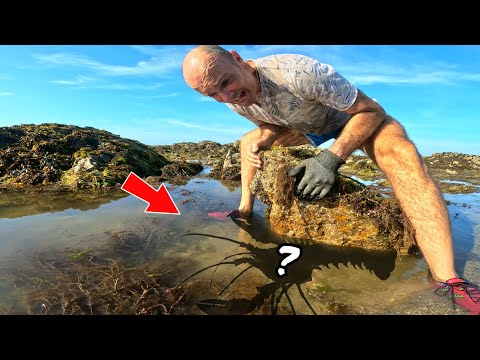 We discover incredible creatures under the rocks at low tide !!! (Hand fishing)