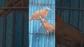 Download Lagu Tepus kepala abu viral MP3