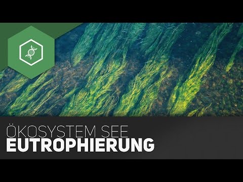 Video: Unterschied Zwischen Oligotrophen Und Eutrophen Seen