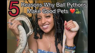 5 Reasons why Ball Pythons make good pets