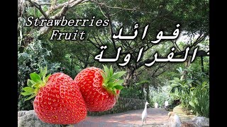  Strawberries Fruit || تعرف على فاكهة الفراولة