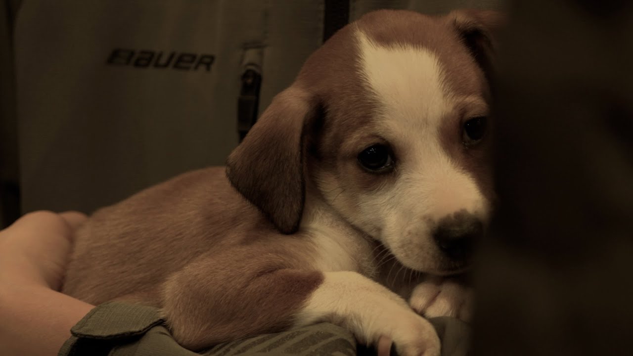 The Slice | Caring for Rescued Dogs