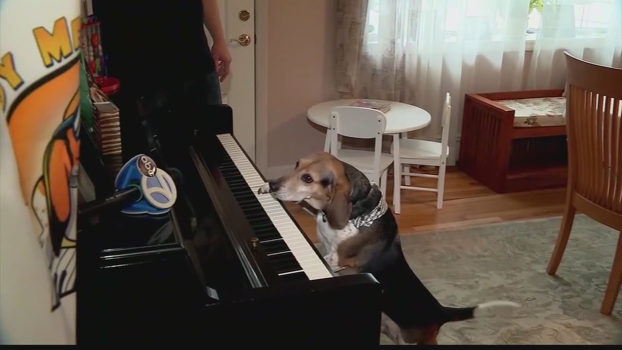 Buddy Mercury The piano playing dog YouTube