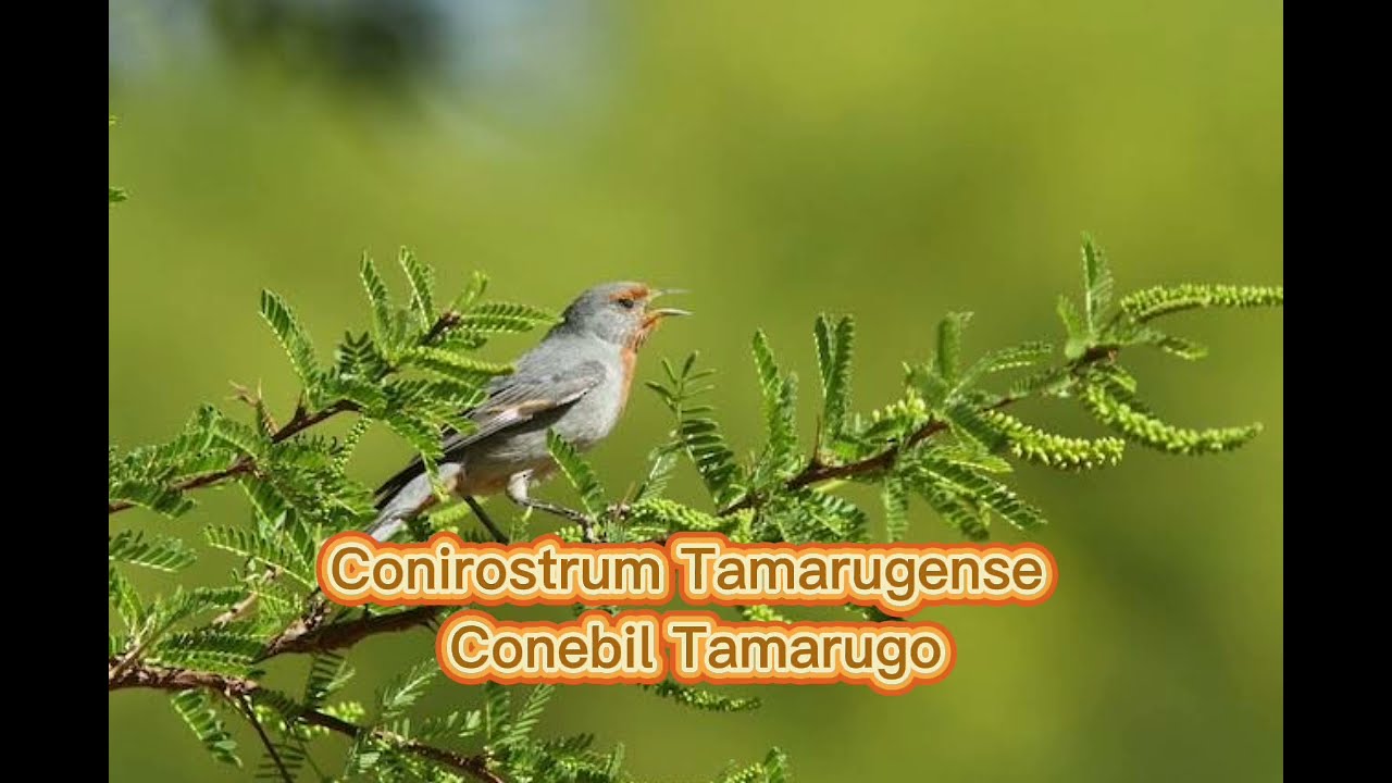O canto do Conebill Tamarugo ( Conirostrum Tamarugense)