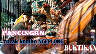 pancingan CUCAK KOMBO ombyokan..merangsang cepat bunyi.