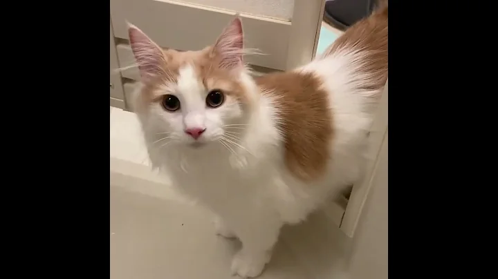 Video 1527511: kitten collection cats, fun pet cats entertainment, cats pets animals fun, cat pet animals beautiful, pet cats entertainment amazing, cute beautiful cats pets, cat adorable animals pet