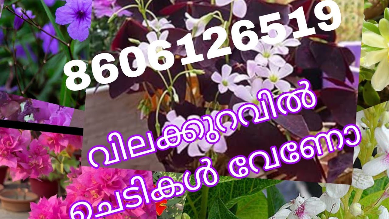 വിലക്കുറവിൽ ചെടികൾ വേണോ 8606126519