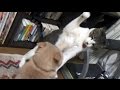 【猫の動画日記】最強猫パンチの瞬間を撮ったドー　2016.05.24