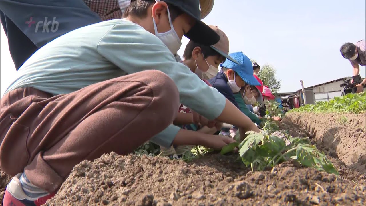 「食育」小学生が苗植え体験～生ごみリサイクル活用の畑で　福岡・久留米市