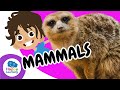 🐾 Amazing MAMMALS Characteristics and Types Explained | Educational Videos | @HappyLearningENG