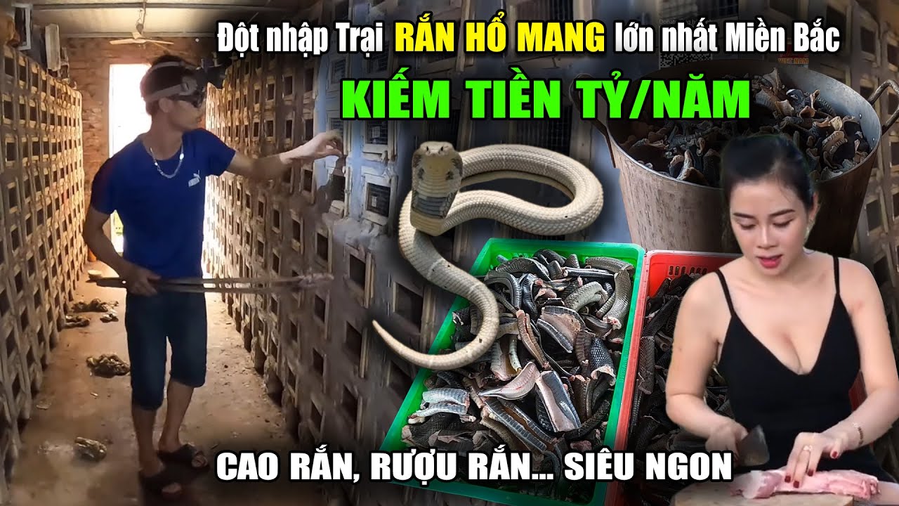 Rắn Hổ Mang | Nghề Nuôi Rắn Hổ Mang Cực Độc Ở Phú Thọ | Viet Nam Food ...