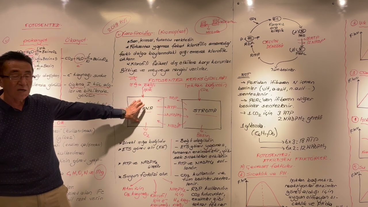 Fotosentez - Fotosentezi Etkileyen Faktörler