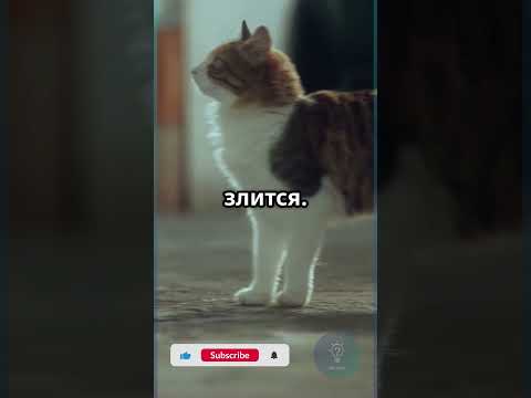 Кот трясёт хвостом? Это не радость #Коты #Shorts #Факт #Животные #Интересно #iqcheck #shortvideo