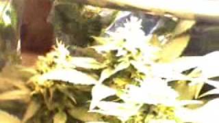 A light fell on one of the buds, you can see in the video. She's su...