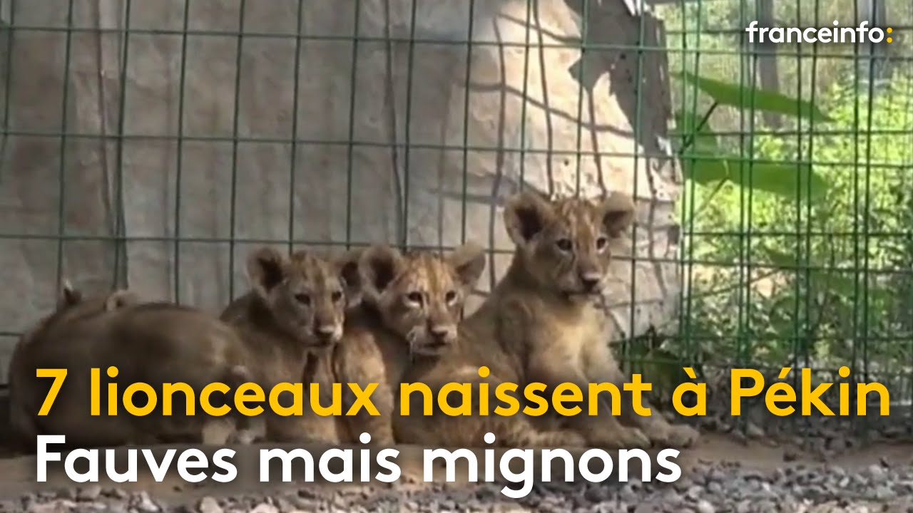 rencontre lionceau