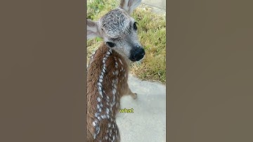 Adorable Baby Deer Saved and Reunited with Mom – You Won’t Believe What Happens Next! 🦌💕