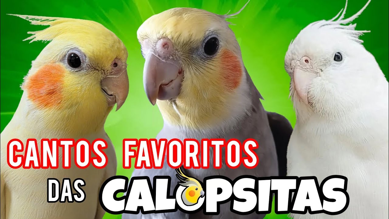 Cantos Favoritos das Calopsitas | 1 Hora de Assobios Belíssimos para Estimular Sua CALOPSITA! 🦜🎵🎶