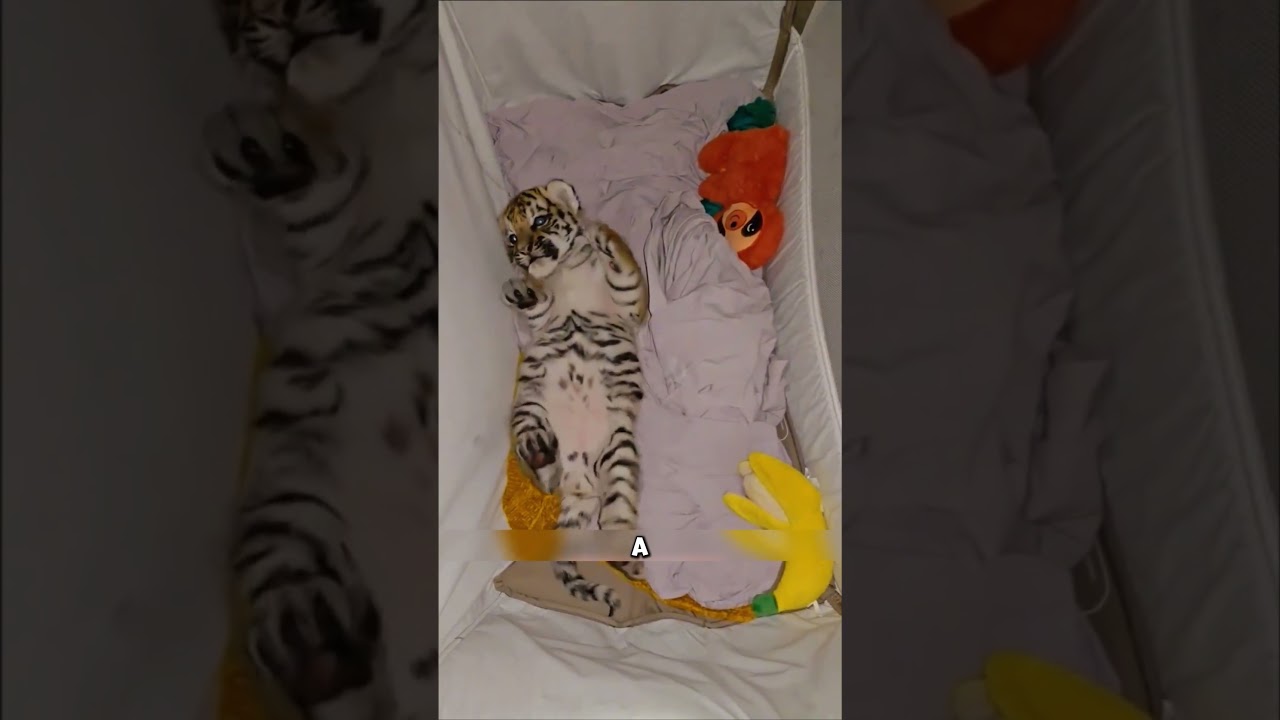 Мужчина в ТАЙГЕ подобрал ТИГРЁНКА🤯