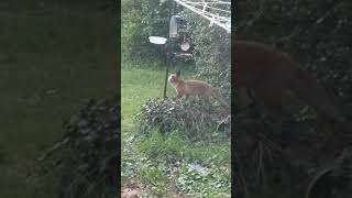 Fox Cub discovers bird feeder