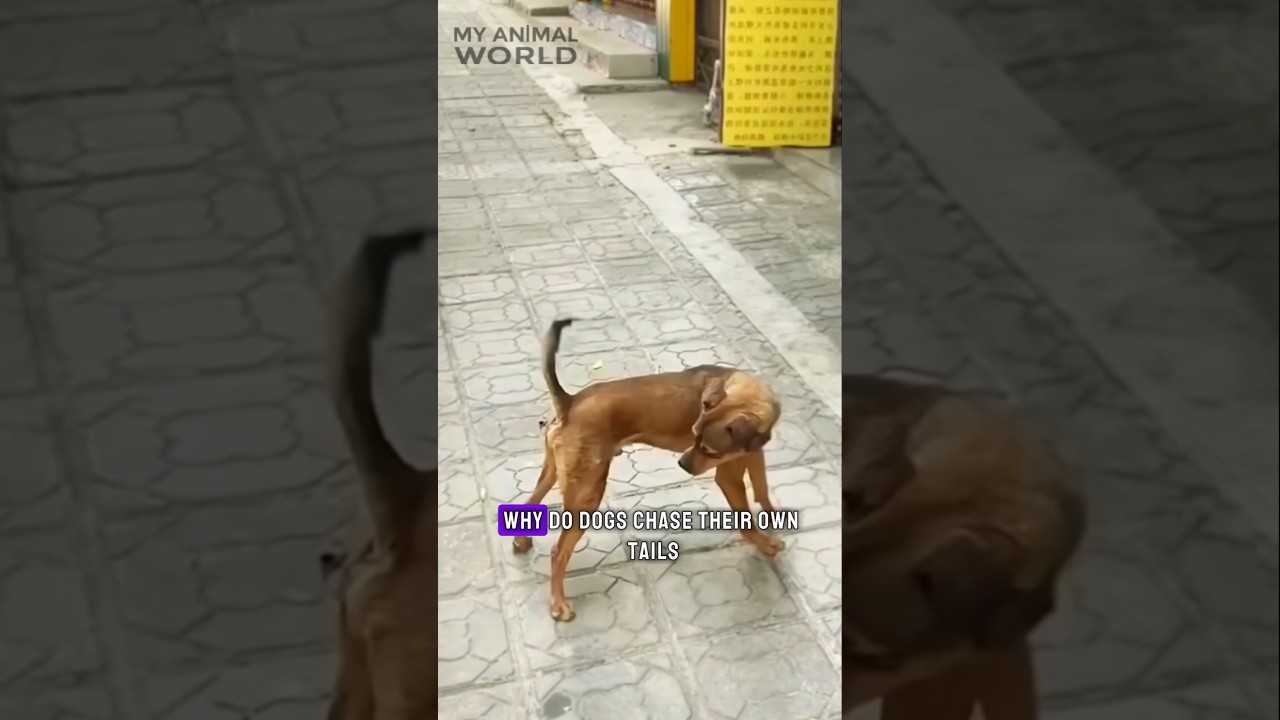 Why Do Dogs Chase Their Tails? 🐾🐶 