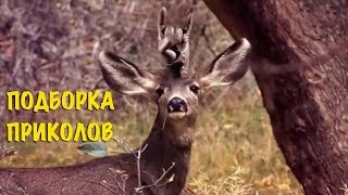 Смешные видео моменты Приколы Фейлы / Лучшая подборка приколов #10 Смешные видео моменты Приколы Фейлы / Лучшая подборка приколов #10