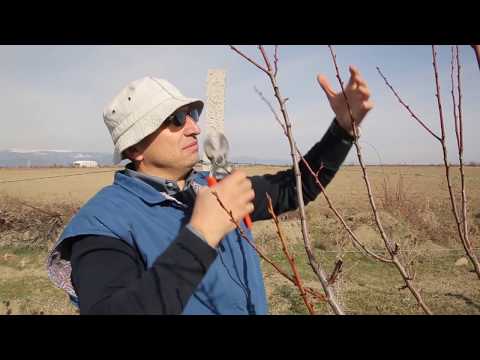 ქლიავის ხის გასხვლა