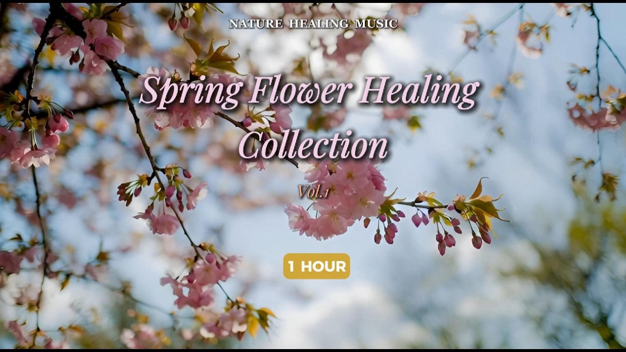 봄꽃 힐링 모음 🌼 | Spring Flower Healing Collection