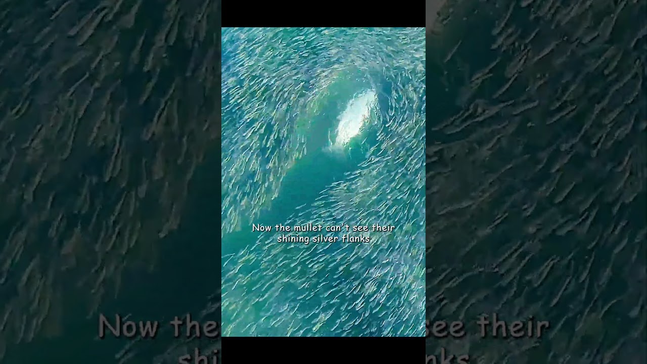 They floated on the water's surface like a film of oil #shortvideo #wildlife #animals #shorts