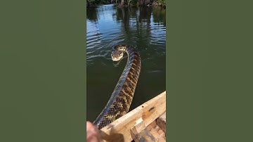 20ft Anaconda Swims Directly at Our Boat! 😱🐍
