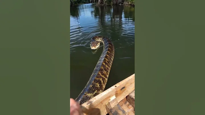 20ft Anaconda Swims Directly at Our Boat! 😱🐍 thumbnail