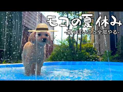 甘えん坊トイプードルの忙しすぎる夏休み!