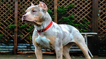 Quante razze ci sono nel Pitbull?