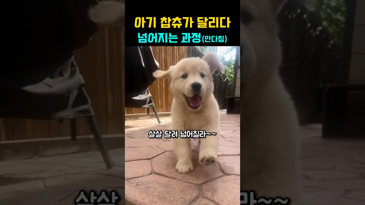 아기 댕댕이가 달리다 넘어지는 과정, 안다침 ㅋㅋ #강아지 #댕댕이